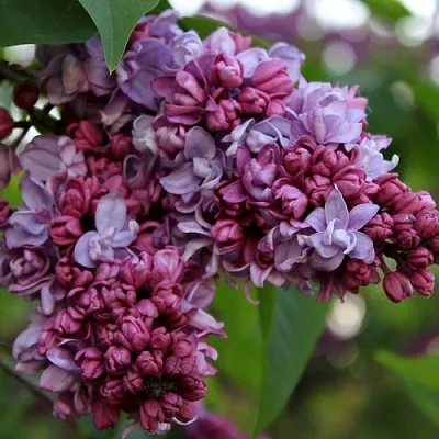 Сирень П.П.КОНЧАЛОВСКИЙ  Сирень П.П.КОНЧАЛОВСКИЙ в Мурманске