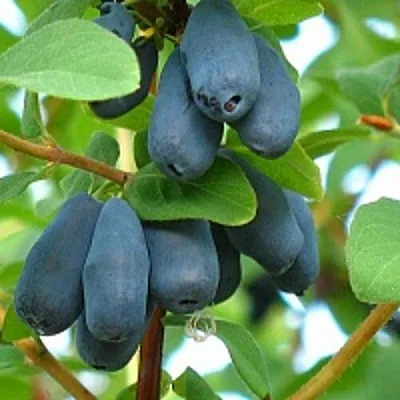 Жимолость съедобная ЮГАНА  Жимолость съедобная ЮГАНА в Мурманске