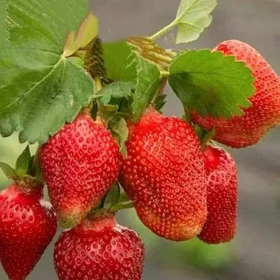 Клубника АЗИЯ  Клубника АЗИЯ в Мурманске