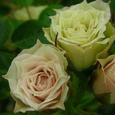 Саженцы роз ГРИН ДАЙМОНД миниатюрная  Саженцы роз ГРИН ДАЙМОНД миниатюрная в Мурманске