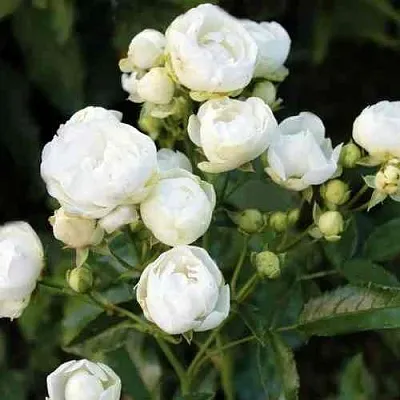 Саженцы роз УАЙТ МОРСДАГ полиантовая  Саженцы роз УАЙТ МОРСДАГ полиантовая в Мурманске