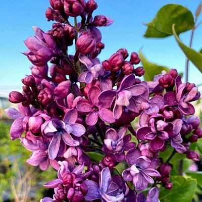 Сирень ВИОЛЕТТА  Сирень ВИОЛЕТТА в Мурманске