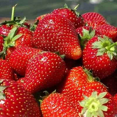 Клубника ПИРЧИНКЬЮ  Клубника ПИРЧИНКЬЮ в Мурманске