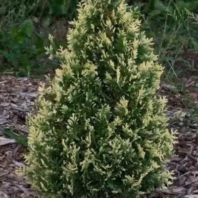 Туя БРАБАНТ ВАРИЕГАТТА западная — описание сорта Туя БРАБАНТ ВАРИЕГАТТА западная в Мурманске