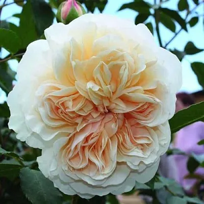 Саженцы роз ЛИЧФИЛД ЭНДЖЕЛ английская  Саженцы роз ЛИЧФИЛД ЭНДЖЕЛ английская в Мурманске