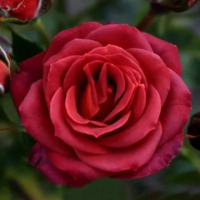 Саженцы роз ЧОКОЧИНО спрей  Саженцы роз ЧОКОЧИНО спрей в Мурманске