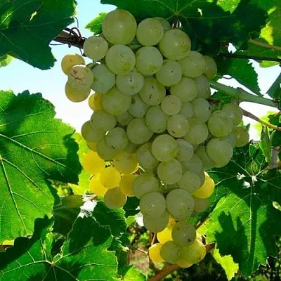 Виноград КИШМИШ МУСКАТНЫЙ  Виноград КИШМИШ МУСКАТНЫЙ в Мурманске