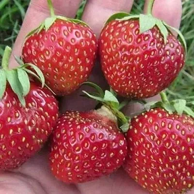 Клубника ВИМА ЗАНТА  Клубника ВИМА ЗАНТА в Мурманске