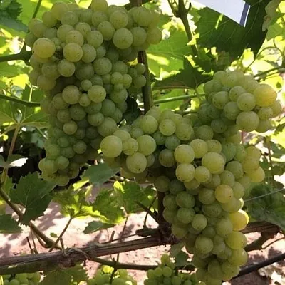 Виноград КИШМИШ 311  Виноград КИШМИШ 311 в Мурманске