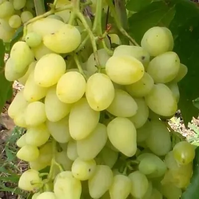 Виноград ЗАРНИЦА  Виноград ЗАРНИЦА в Мурманске