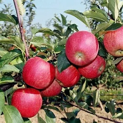 Яблоня АПОРТ в Мурманске