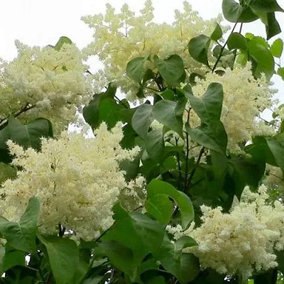 Сирень АМУРСКАЯ  Сирень АМУРСКАЯ в Мурманске