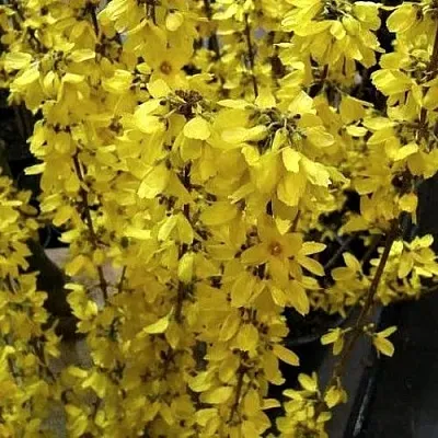 Форзиция ГОЛДРАУШ  Форзиция ГОЛДРАУШ в Мурманске