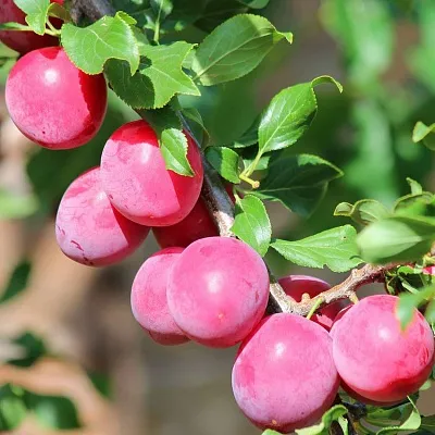 Алыча  Алыча в Мурманске