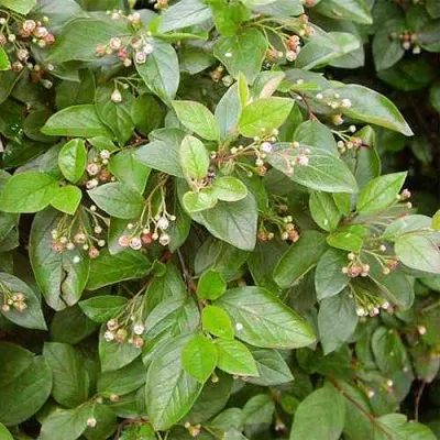 Кизильник блестящий в Мурманске