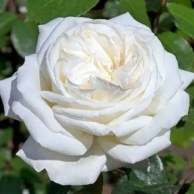 Саженцы роз ЛОМОНОСОВ чайно-гибридная  Саженцы роз ЛОМОНОСОВ чайно-гибридная в Мурманске