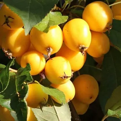 Яблоня ГОЛДЕН ХОРНЕТ декоративная  Яблоня ГОЛДЕН ХОРНЕТ декоративная в Мурманске