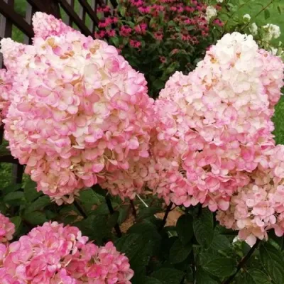 Гортензия МЭДЖИКАЛ КЭНДЛ метельчатая — описание сорта Гортензия МЭДЖИКАЛ КЭНДЛ метельчатая в Мурманске