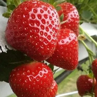 Клубника АРГЕНТЕРА  Клубника АРГЕНТЕРА в Мурманске