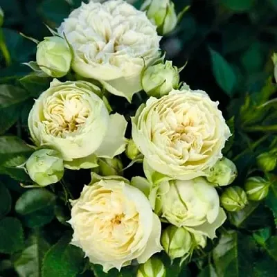 Саженцы роз БЛАНШЕТТ спрей  Саженцы роз БЛАНШЕТТ спрей в Мурманске