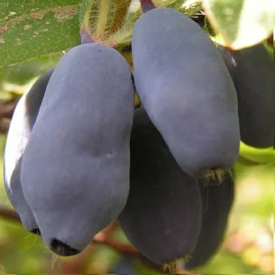 Жимолость съедобная КРУПНОПЛОДНАЯ  Жимолость съедобная КРУПНОПЛОДНАЯ в Мурманске