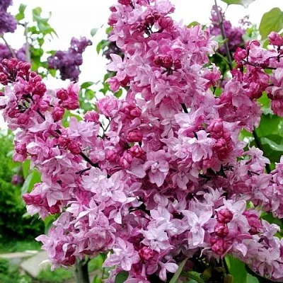 Сирень ОЛИМПИАДА КОЛЕСНИКОВА  Сирень ОЛИМПИАДА КОЛЕСНИКОВА в Мурманске