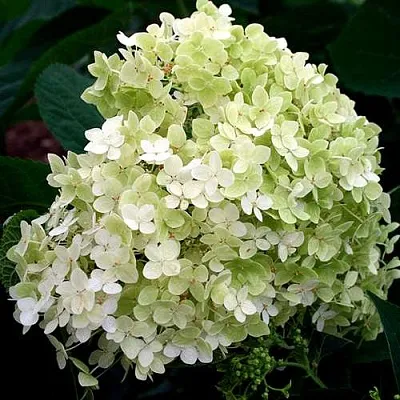 Гортензия СТЕРИЛИС древовидная   Гортензия СТЕРИЛИС древовидная  в Мурманске