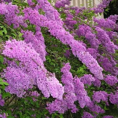 Сирень КИТАЙСКАЯ  Сирень КИТАЙСКАЯ в Мурманске