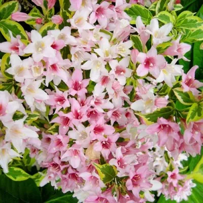 Вейгела САННИ ПРИНЦЕСС — описание сорта Вейгела САННИ ПРИНЦЕСС в Мурманске