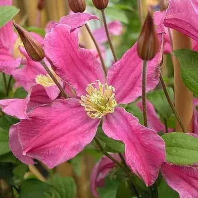 Клематис ИНСПИРЕЙШН ЗОЙН в Мурманске