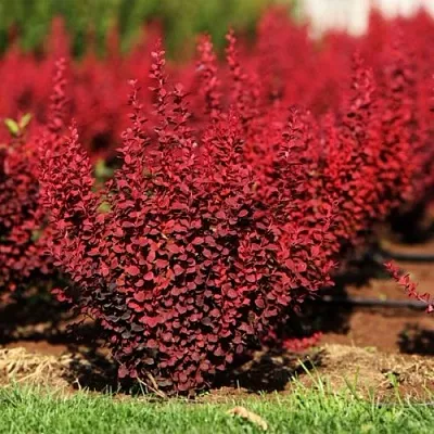 Барбарис ОРАНЖ РОКЕТ тунберга в Мурманске