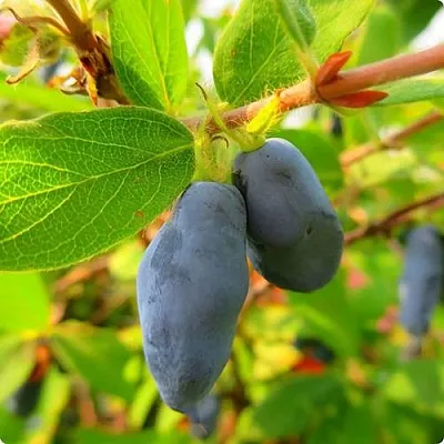 Жимолость съедобная БОРЕАЛ БЛИЗЗАРД (СЕВЕРНАЯ МЕТЕЛЬ)  Жимолость съедобная БОРЕАЛ БЛИЗЗАРД (СЕВЕРНАЯ МЕТЕЛЬ) в Мурманске