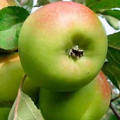 Яблоня БРАТ ЧУДНОГО стелющаяся в Мурманске