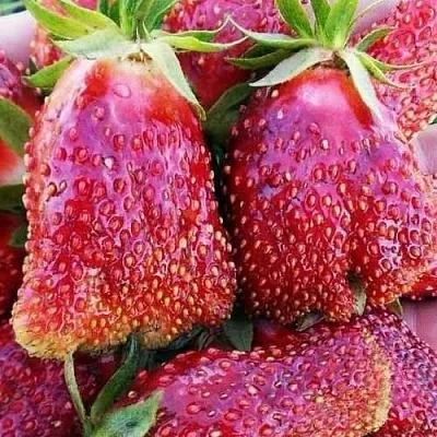 Клубника КУПЧИХА  Клубника КУПЧИХА в Мурманске