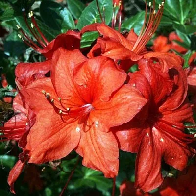 Азалия ДОЛОРОСО листопадная в Мурманске