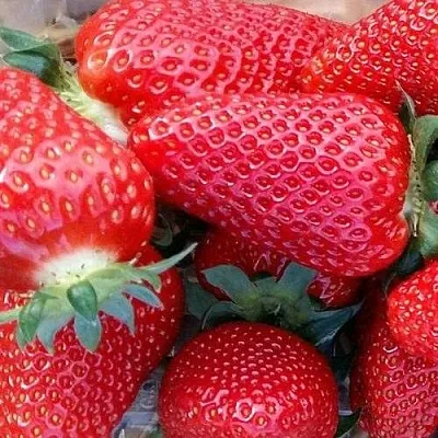 Клубника АМИ  Клубника АМИ в Мурманске