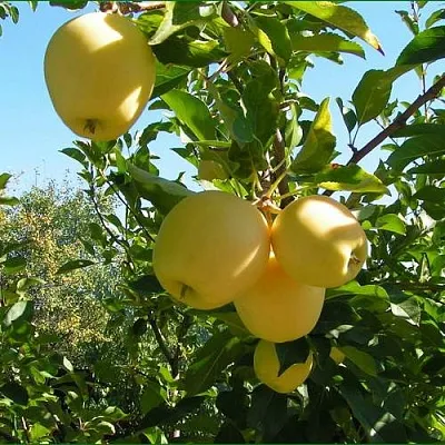 Яблоня ГОЛДЕН МИЛЛЕНИУМ  Яблоня ГОЛДЕН МИЛЛЕНИУМ в Мурманске