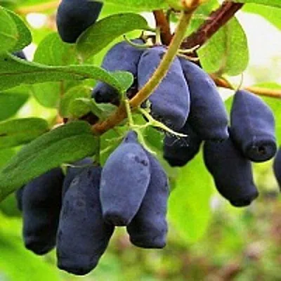 Жимолость съедобная МОСКОВСКАЯ  Жимолость съедобная МОСКОВСКАЯ в Мурманске