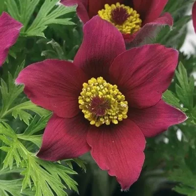 Прострел ПИНВИЛ РЕД ШЕЙДЕС в Мурманске