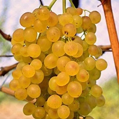 Виноград КИШМИШ КОКТЕЙЛЬ  Виноград КИШМИШ КОКТЕЙЛЬ в Мурманске