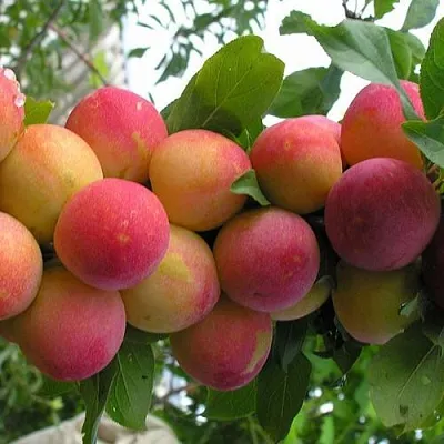 Слива СКОРОПЛОДНАЯ  Слива СКОРОПЛОДНАЯ в Мурманске