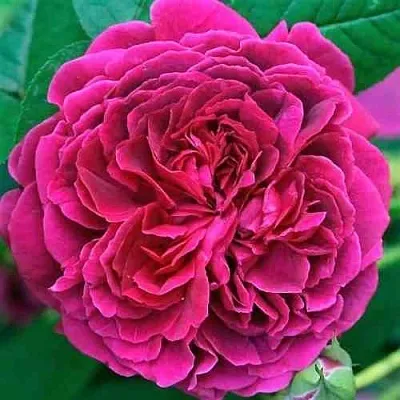 Саженцы роз ВИЛЬЯМ ШЕКСПИР английская  Саженцы роз ВИЛЬЯМ ШЕКСПИР английская в Мурманске