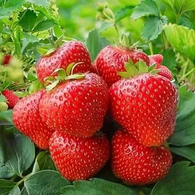 Клубника КИМБЕРЛИ  Клубника КИМБЕРЛИ в Мурманске