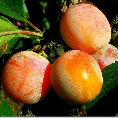 Ранняя  Ранняя в Мурманске