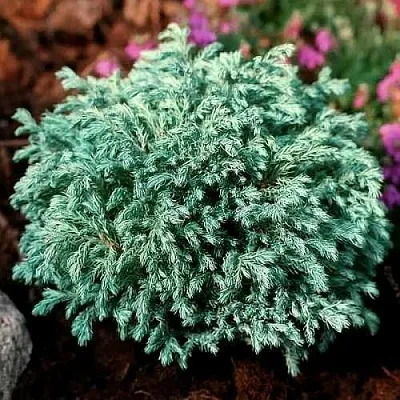 Кипарисовик БЕБИ БЛЮ горохоплодный в Мурманске