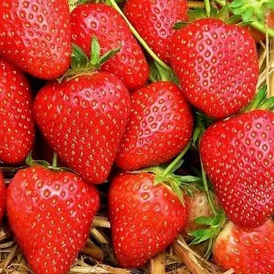 Клубника КВИКИ  Клубника КВИКИ в Мурманске