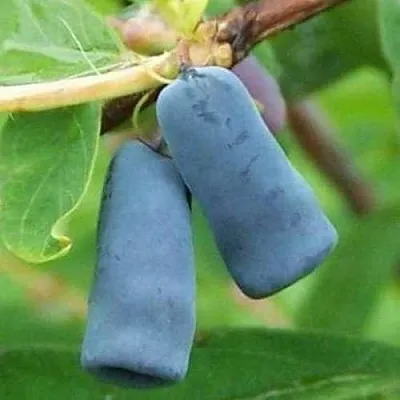 Жимолость съедобная ЗИНРИ  Жимолость съедобная ЗИНРИ в Мурманске