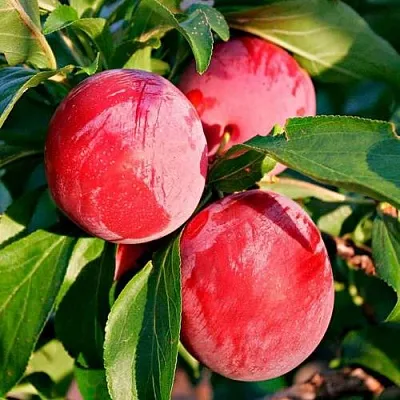 Красная  Красная в Мурманске