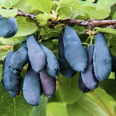 Жимолость съедобная СИБИРЯЧКА  Жимолость съедобная СИБИРЯЧКА в Мурманске