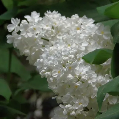 Сирень РУССКИЙ СЕВЕР  Сирень РУССКИЙ СЕВЕР в Мурманске